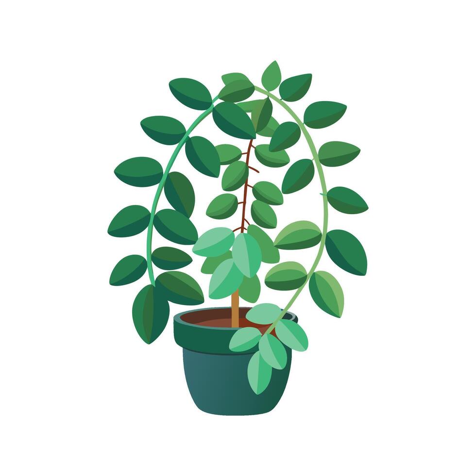 Elegant Trailing Jade for Home Decoration vector