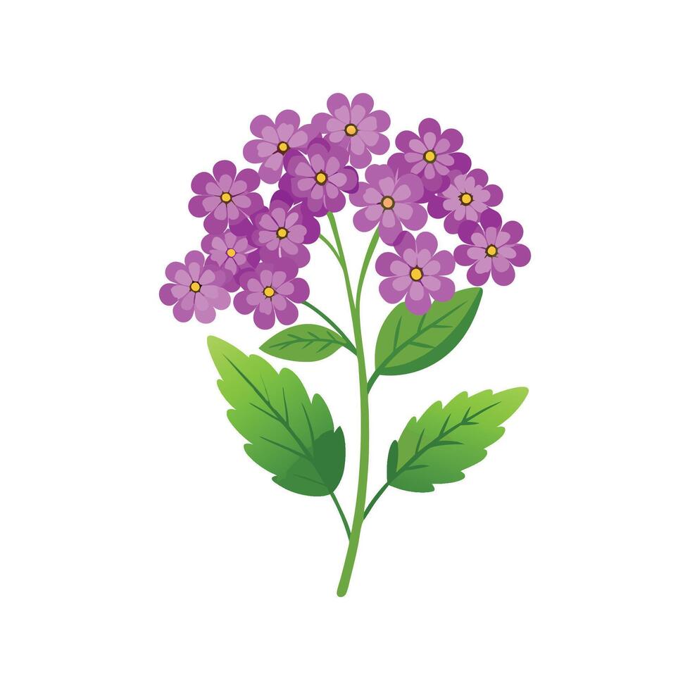 Beautiful Verbena for Creative Projects vector