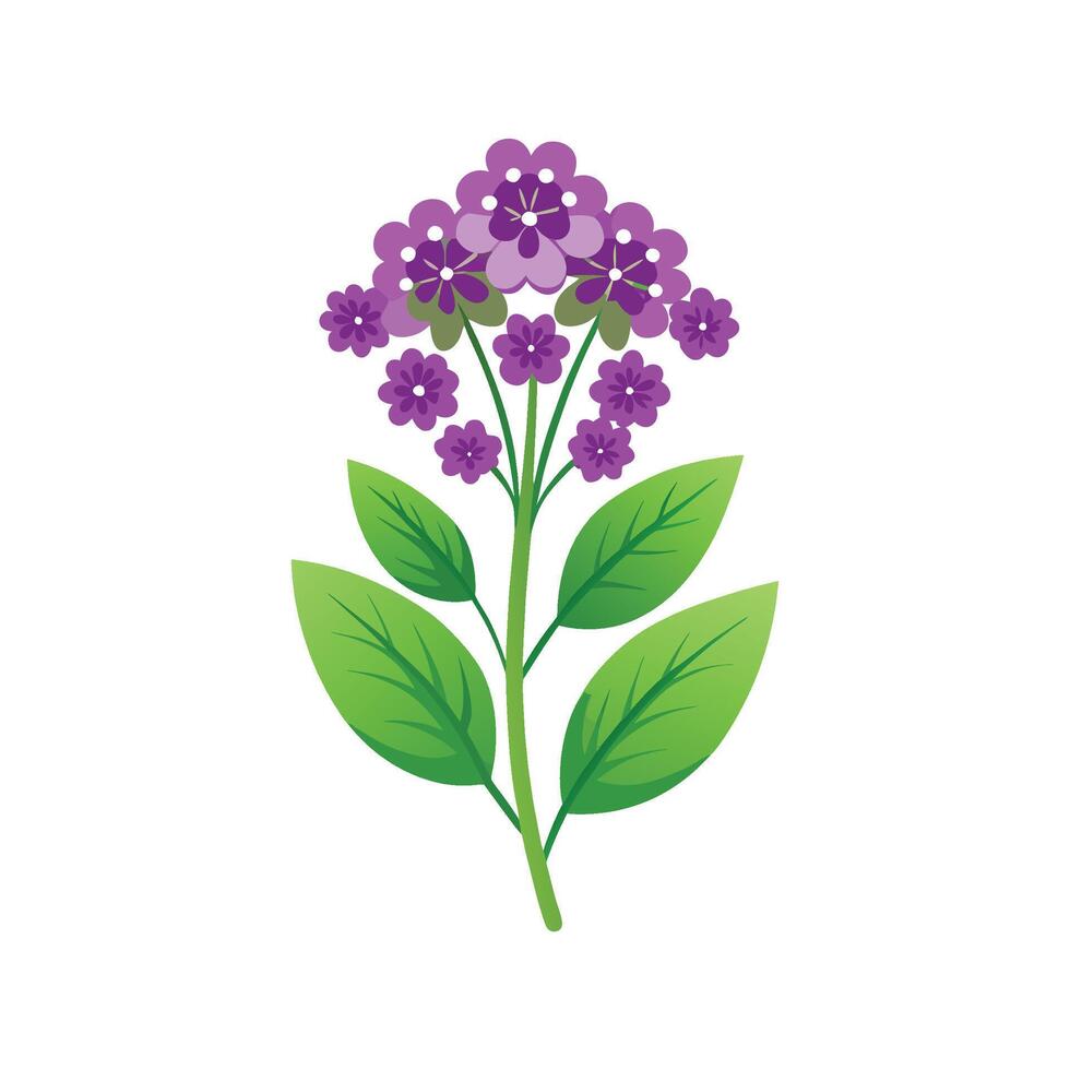 Elegant Verbena for Nature Art vector