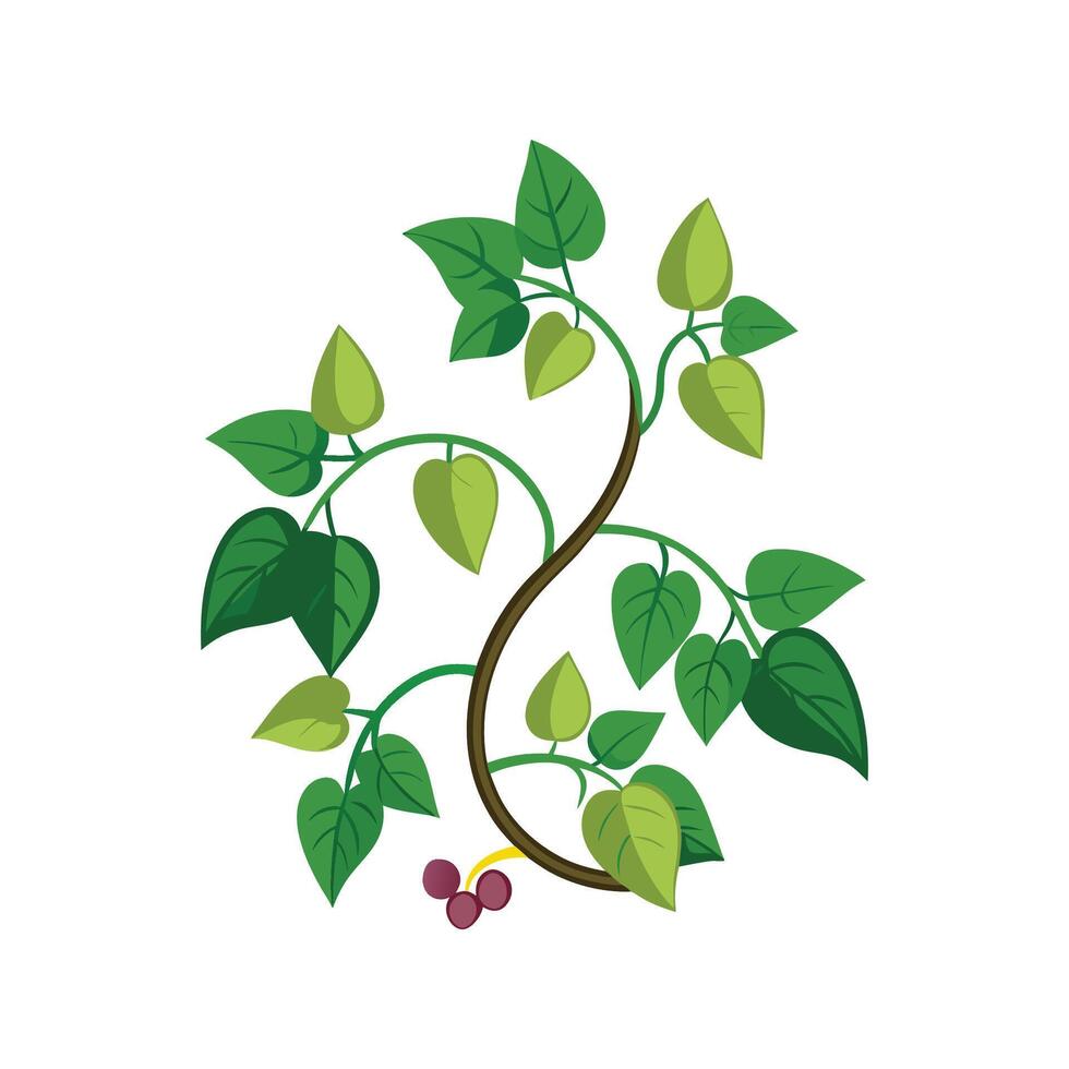 Elegant Vine Plant for Unique Designs vector