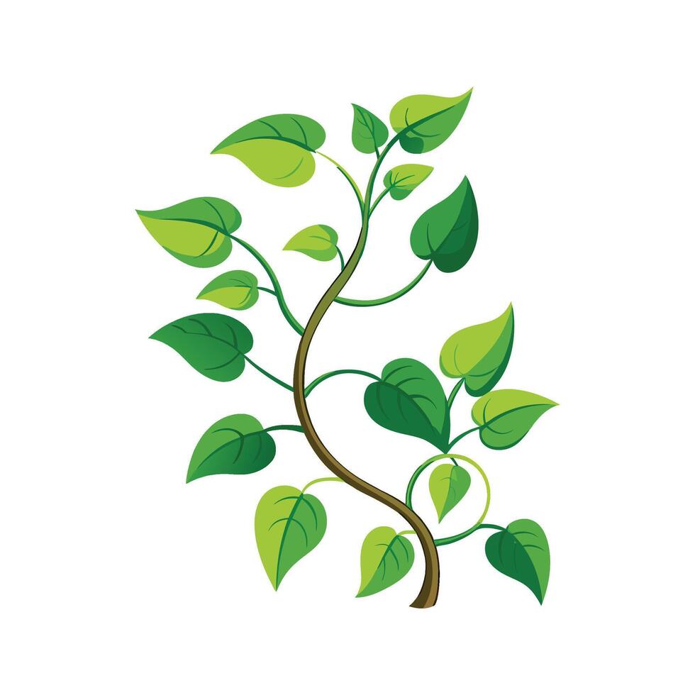 Beautiful Vine Plant for Creative Projects vector