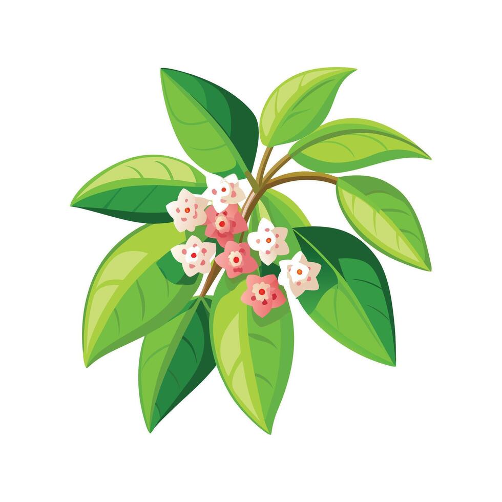 Charming Hoya for Nature Lovers vector