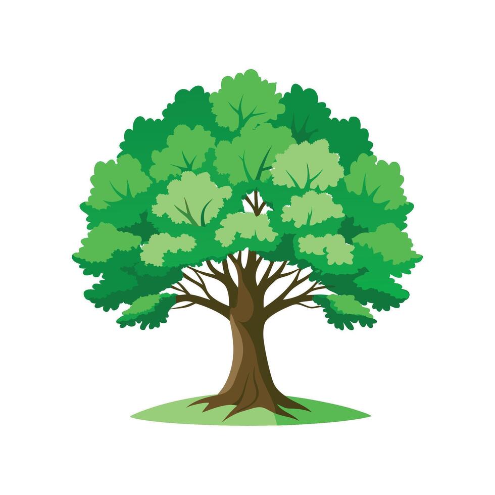 Beautiful White Oak for Creative Projects vector