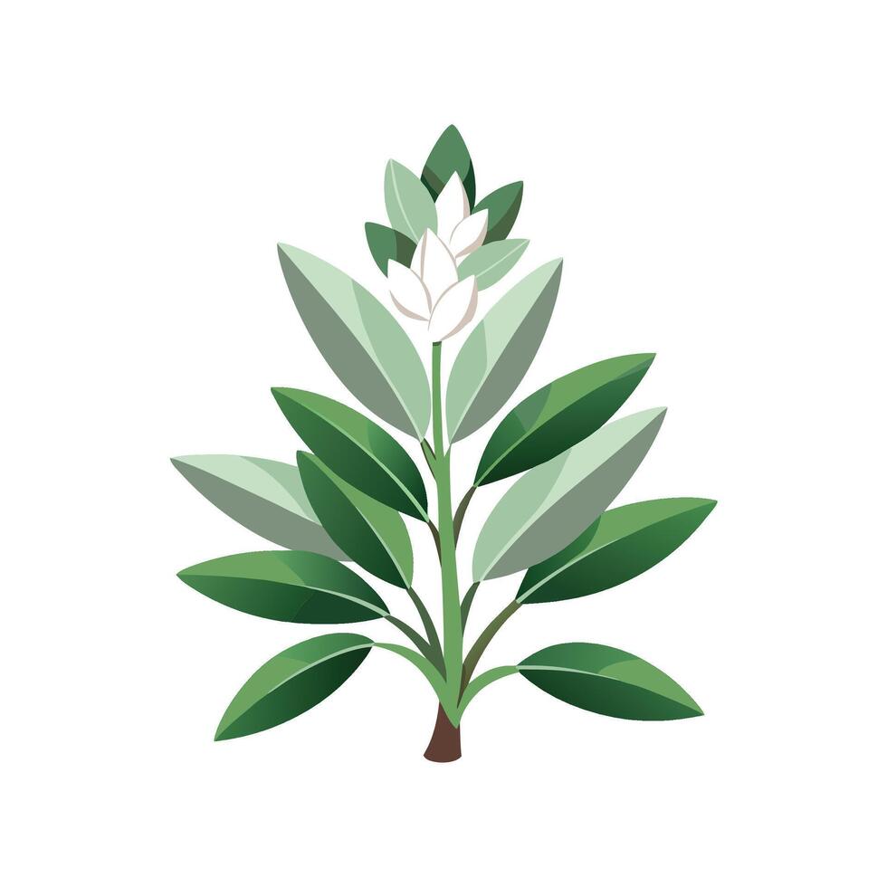 Stylish White Sage for Unique Designs vector