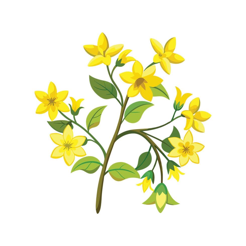 Charming Winter Jasmine for Unique Decor vector