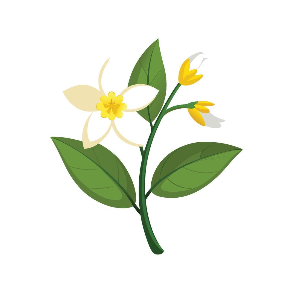 Stylish Winter Jasmine for Home Decor vector