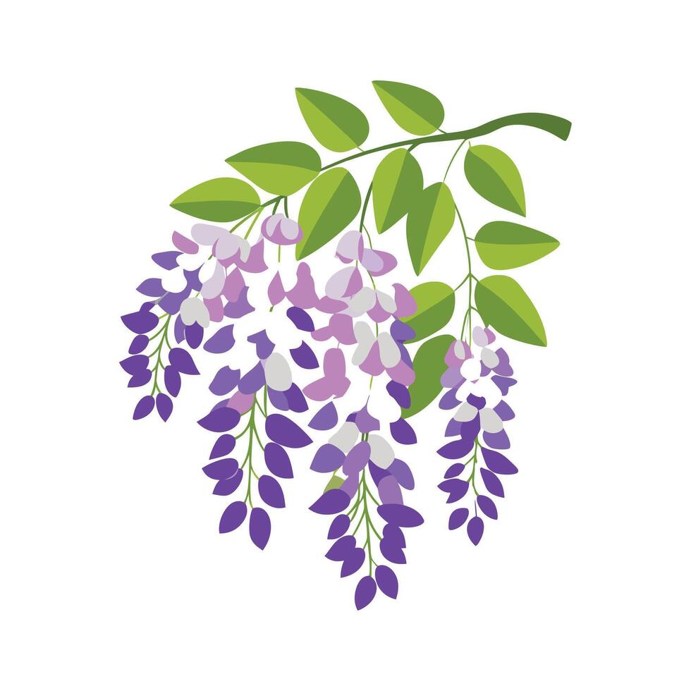 Elegant Wisteria for Unique Aesthetics vector