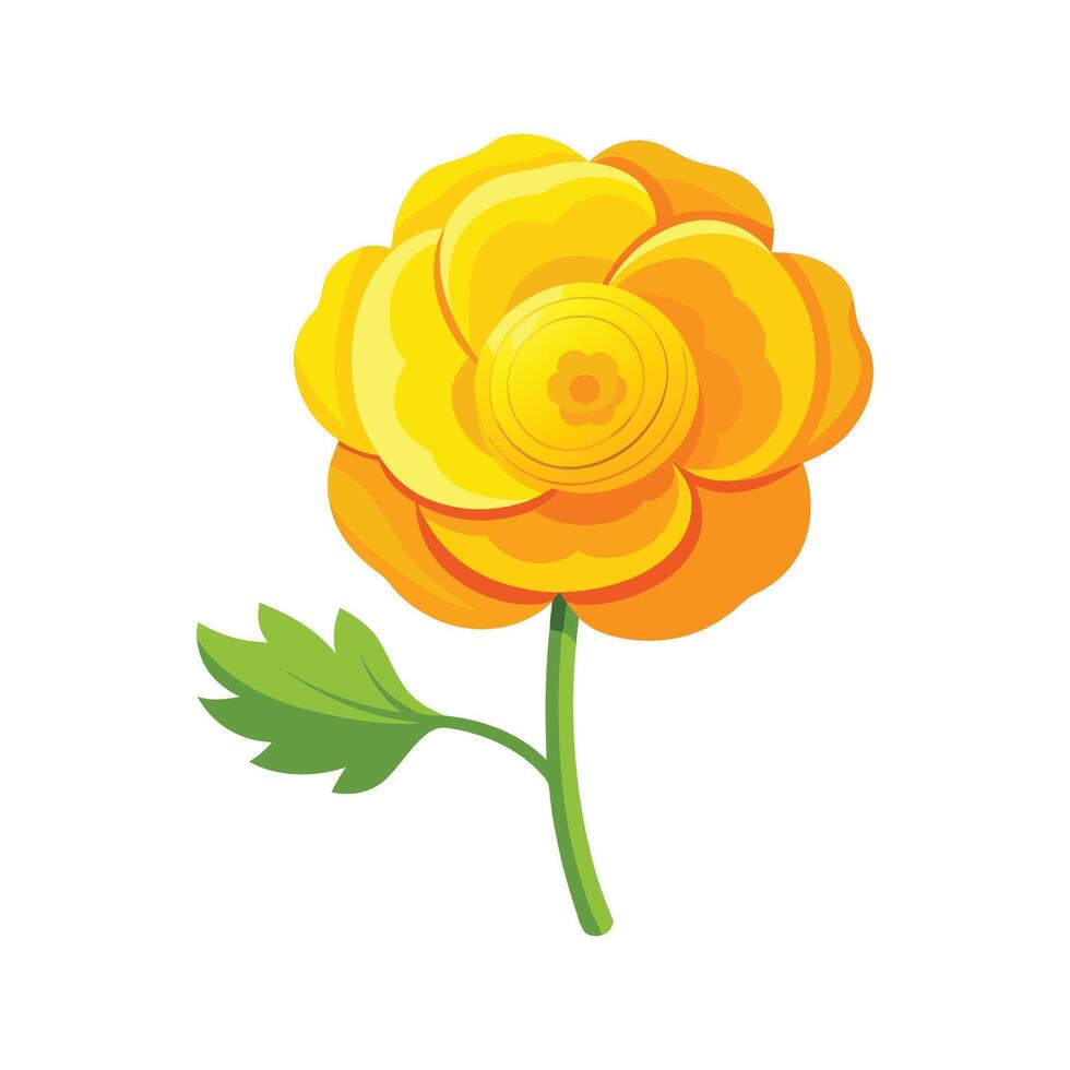 Unique Woolly Buttercup Design vector