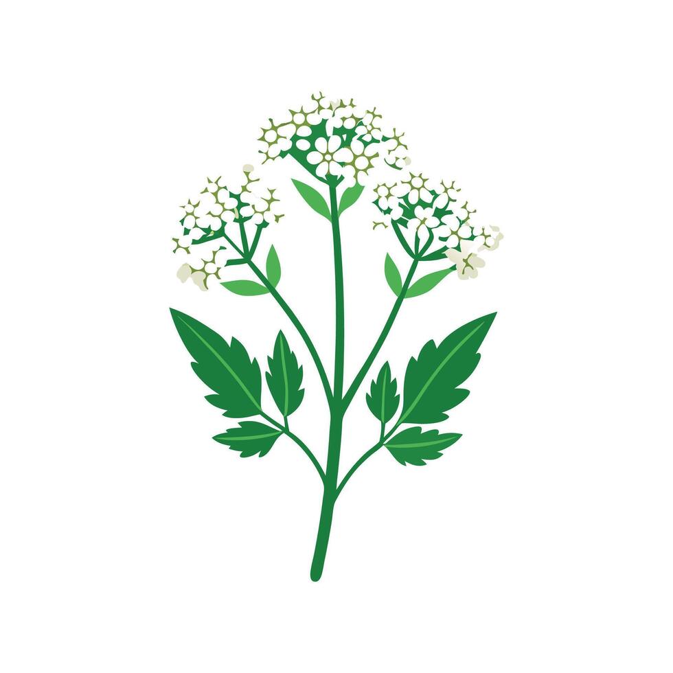Charming Yarrow for Nature Art vector