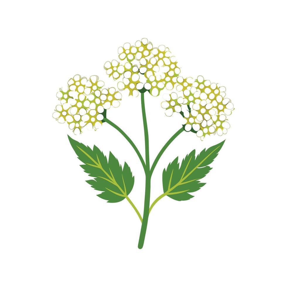 Stylish Yarrow for Home Decor vector