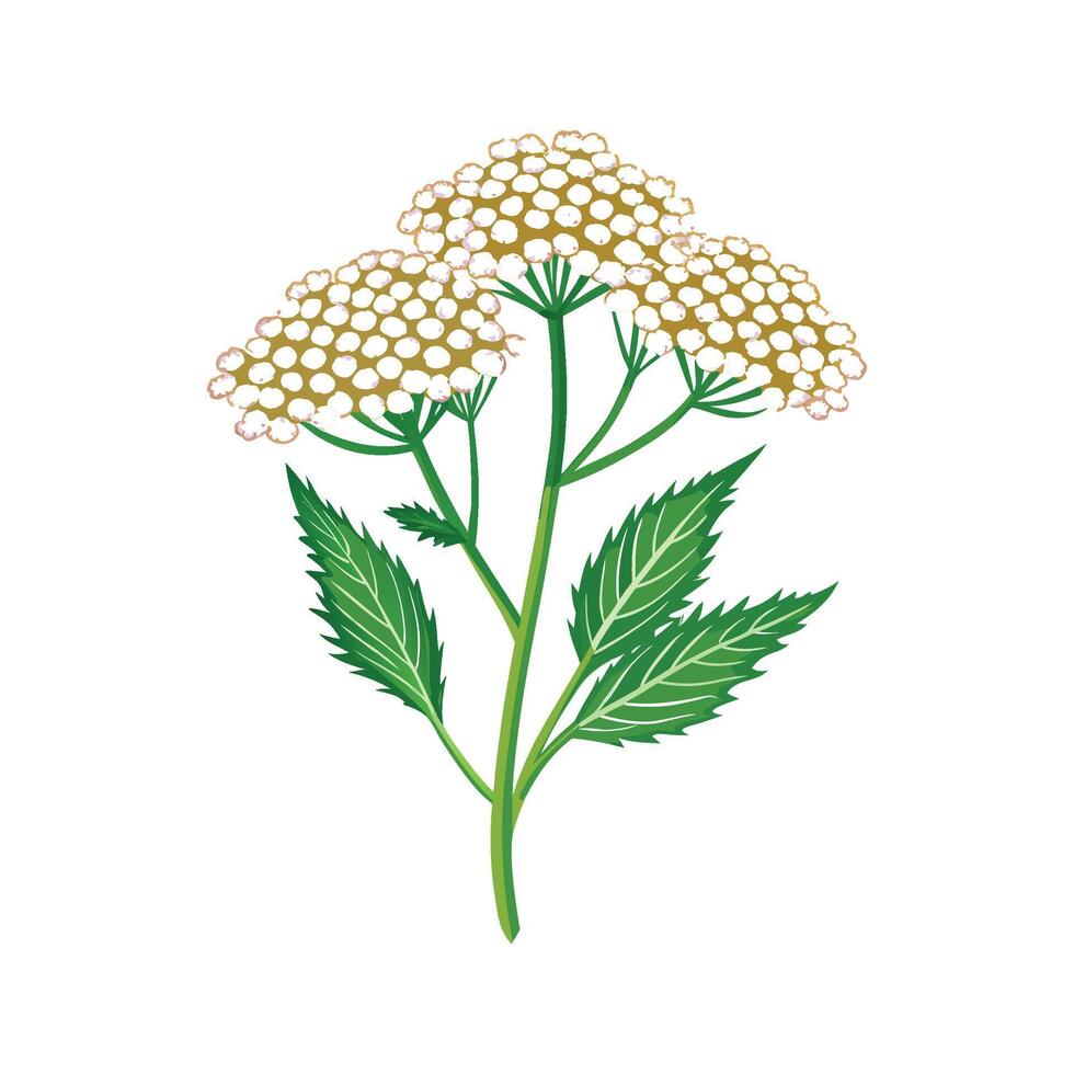 Elegant Yarrow for Unique Designs vector