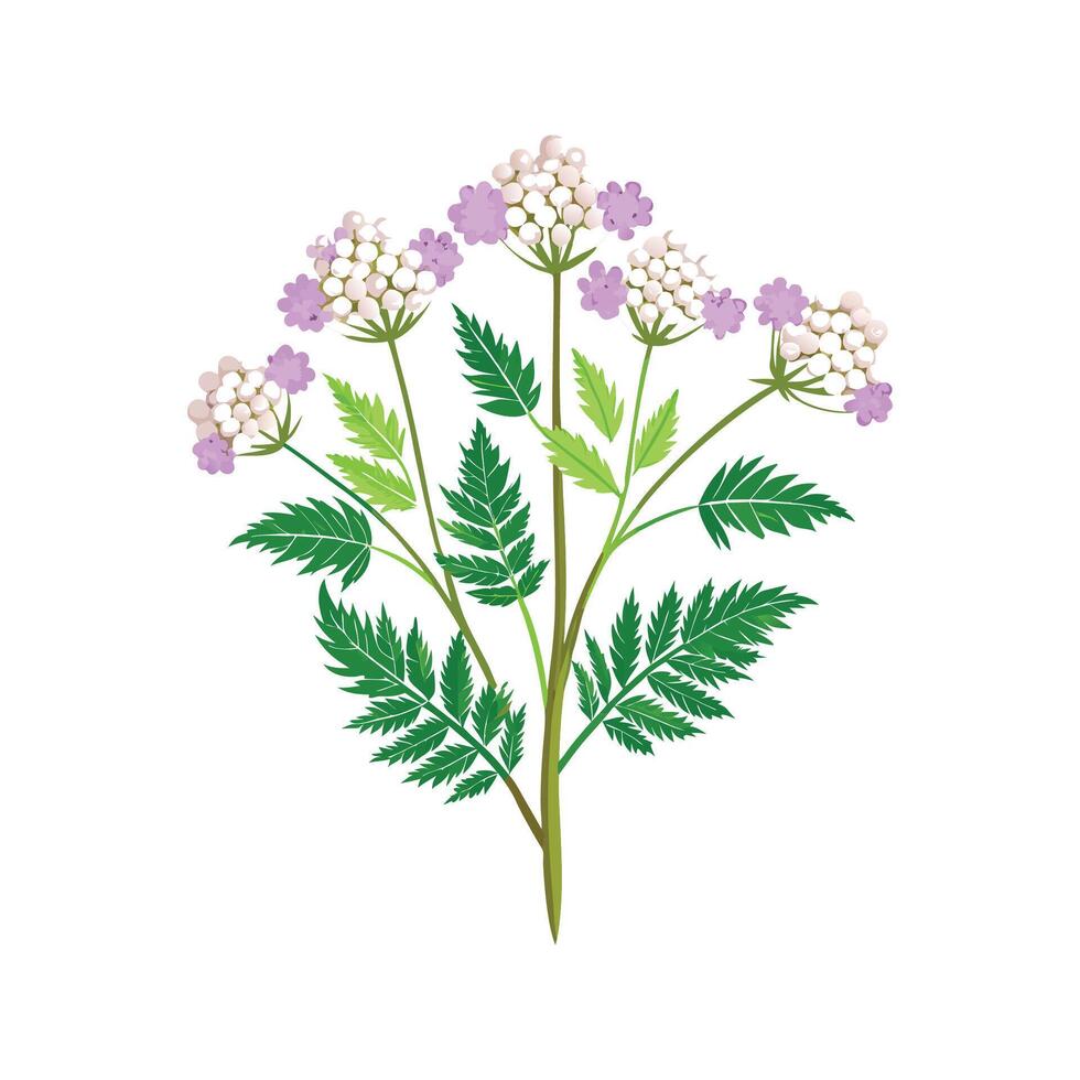Elegant Yarrow for Nature Art vector