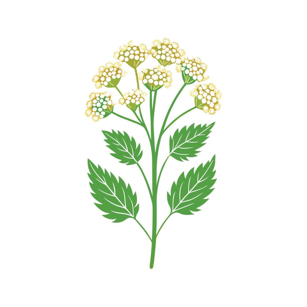 Artful Yarrow for Nature Lovers vector