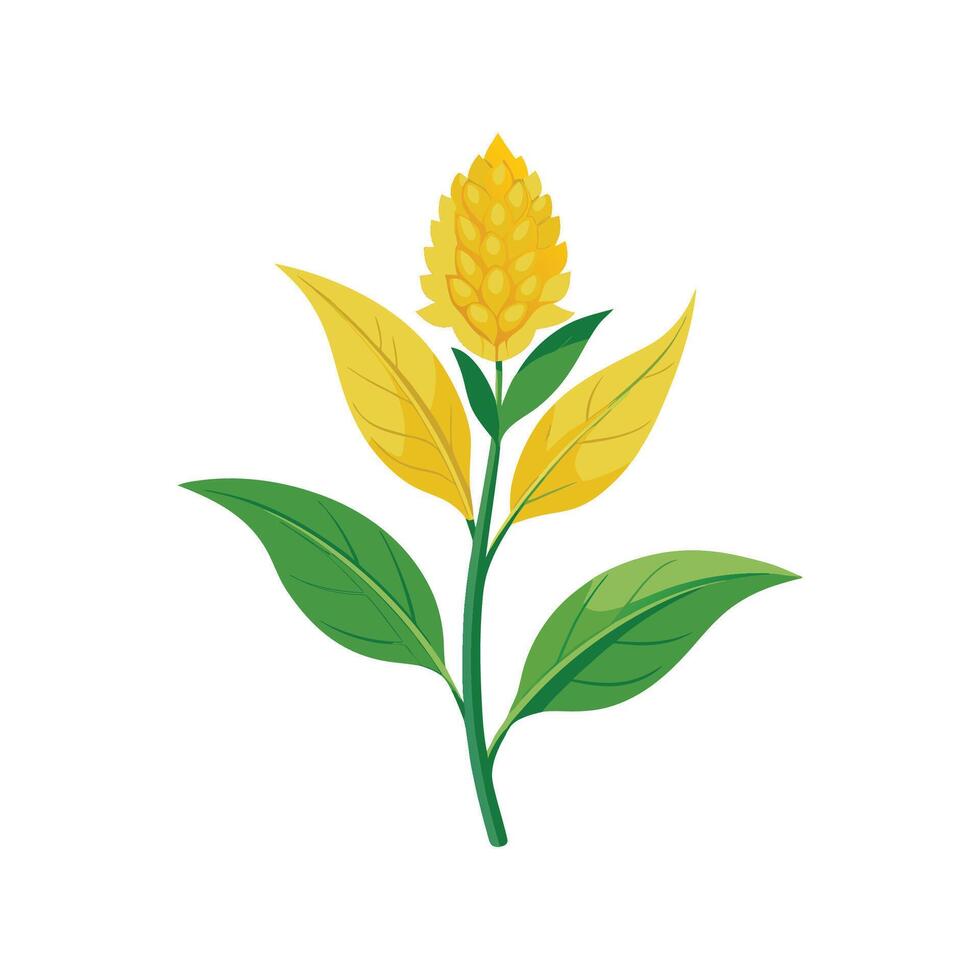 Stylish Yellow Amaranth for Home Decor vector