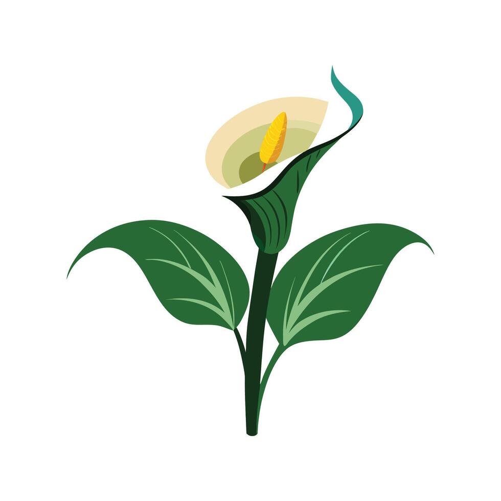Beautiful Zantedeschia for Creative Projects vector