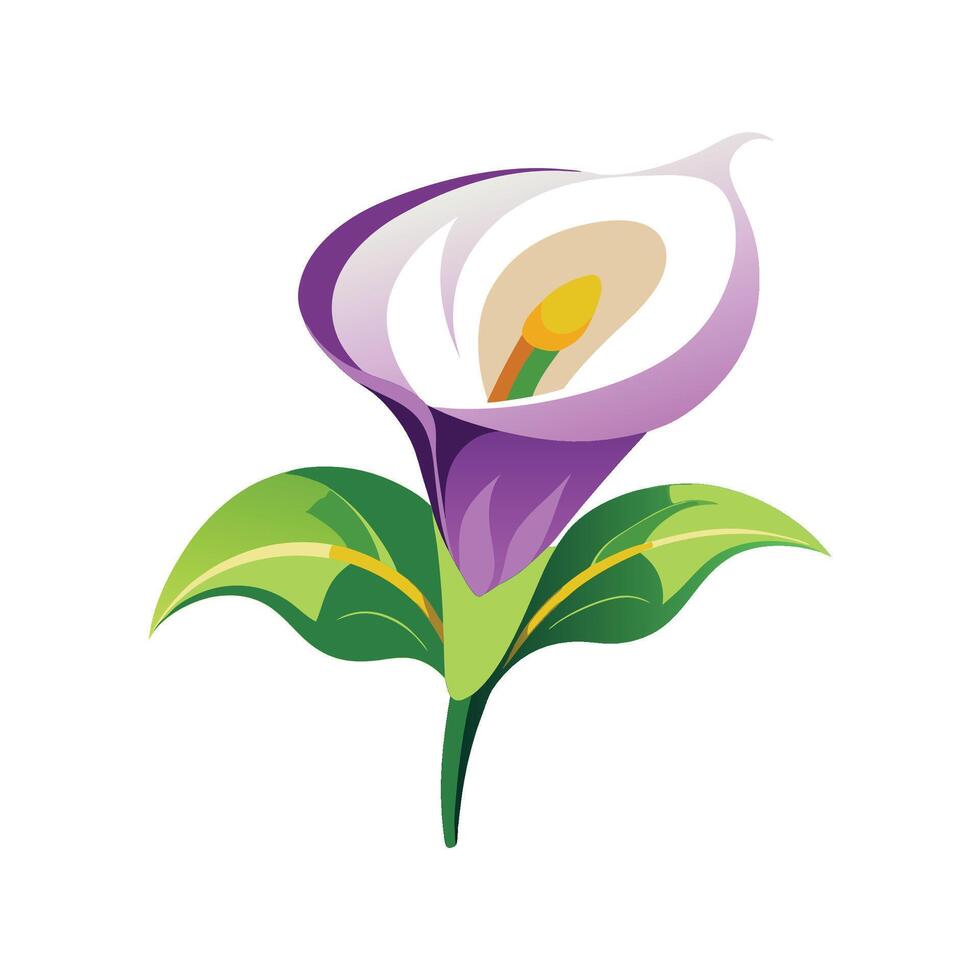 Stylish Zantedeschia for Home Decor vector