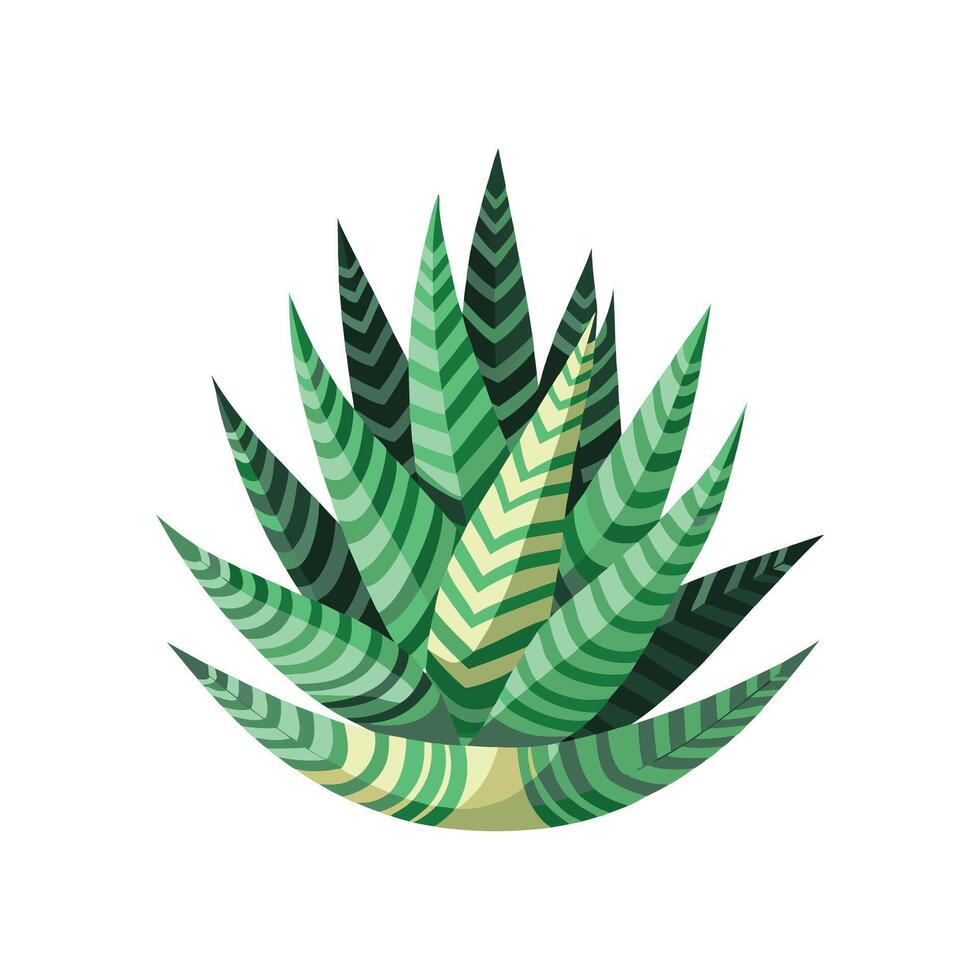 Elegant Zebra Haworthia for Home Decor vector