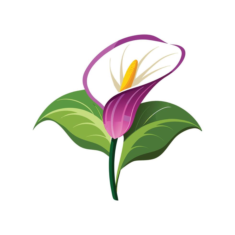 Elegant Zantedeschia for Nature Art vector