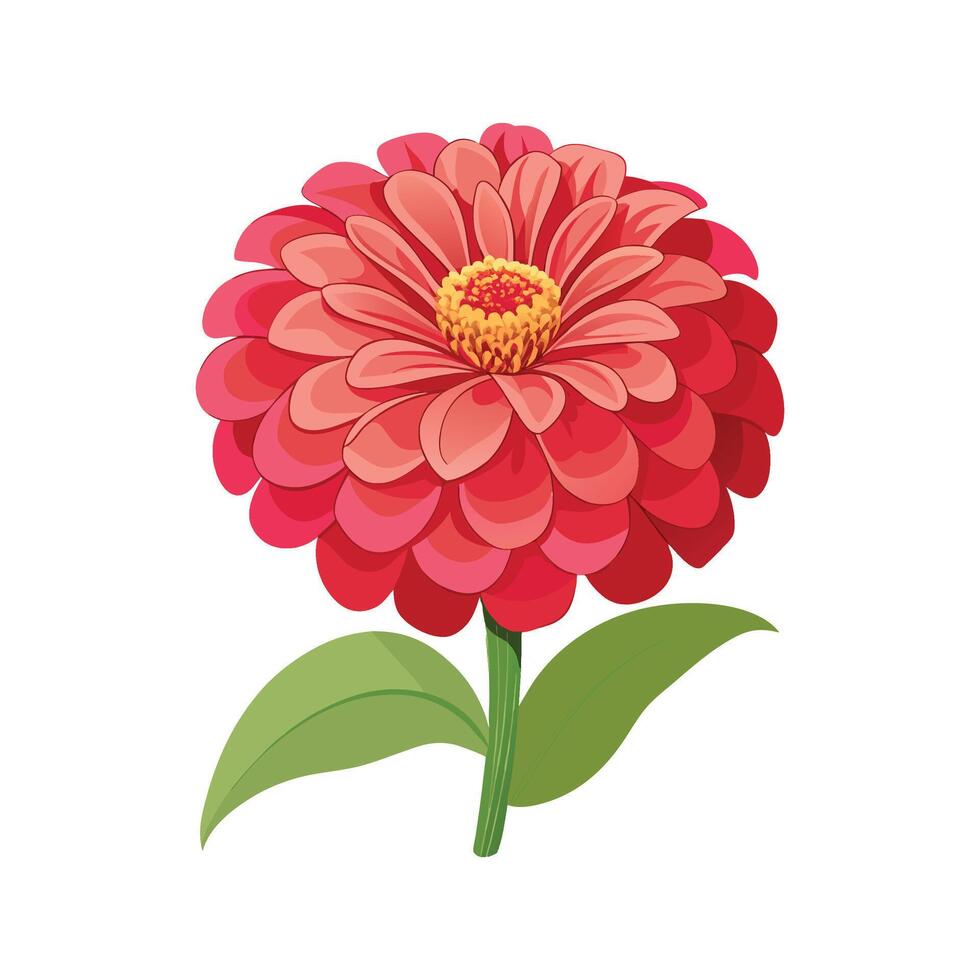 Charming Zinnia Elegans for Home Decor vector