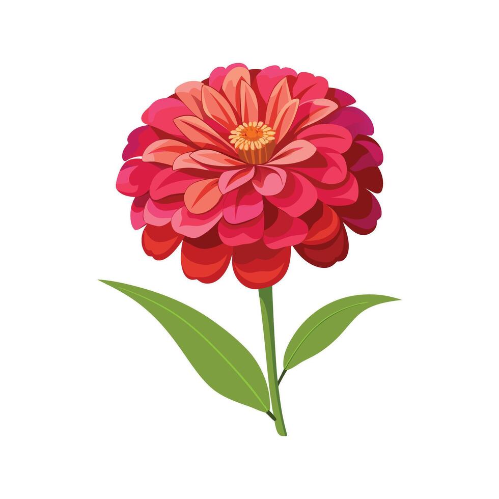 Beautiful Zinnia Zinnia Elegans Design vector