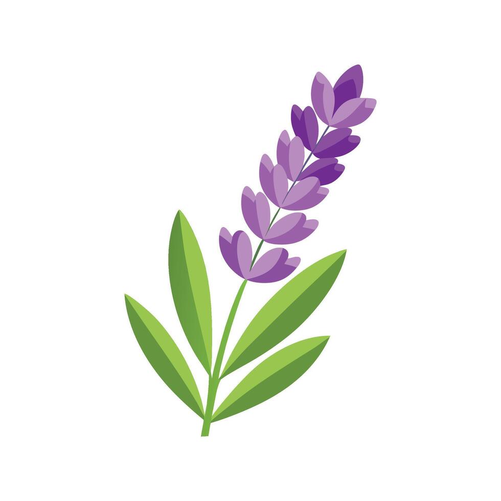 Lavender Botanical Art Print vector