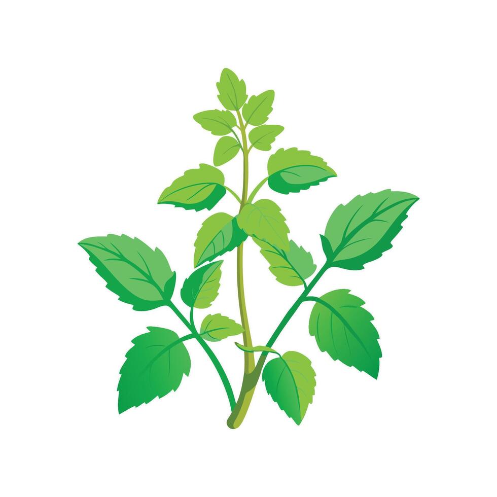 Lemon Balm Plant Illustration Art vector
