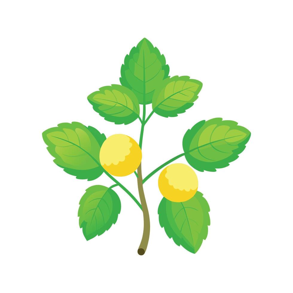 Lemon Balm Nature Inspired Design vector