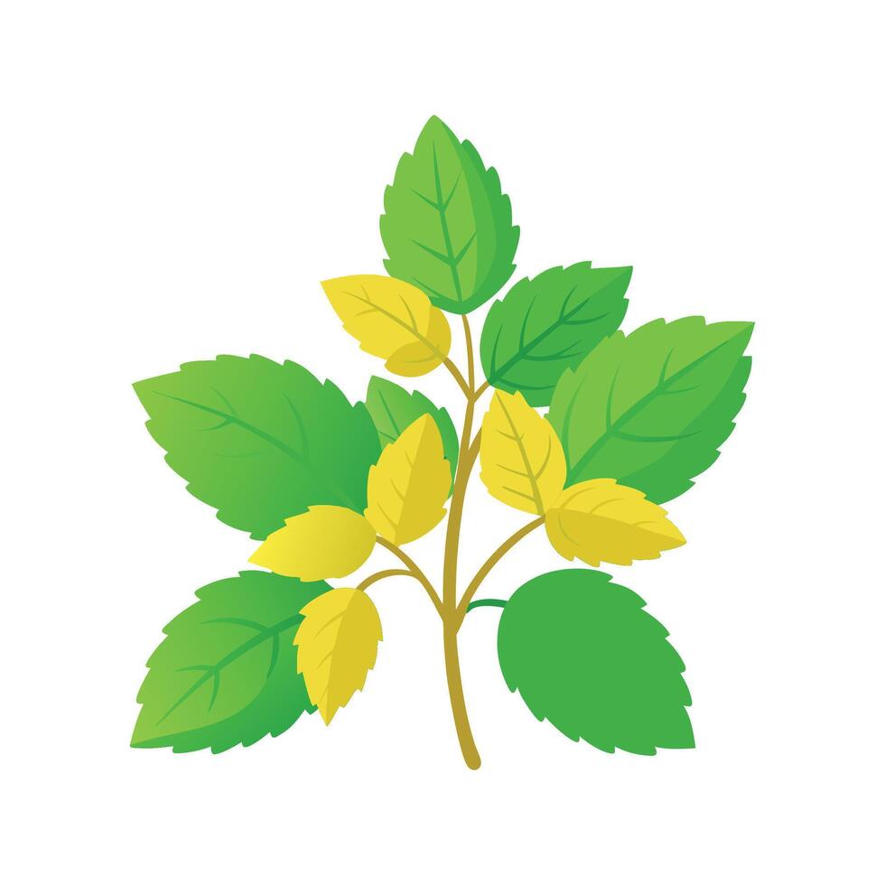 Beautiful Lemon Balm Design vector
