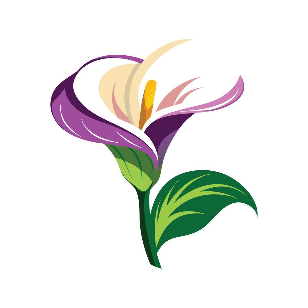 Stylish Zantedeschia Plant Illustration vector