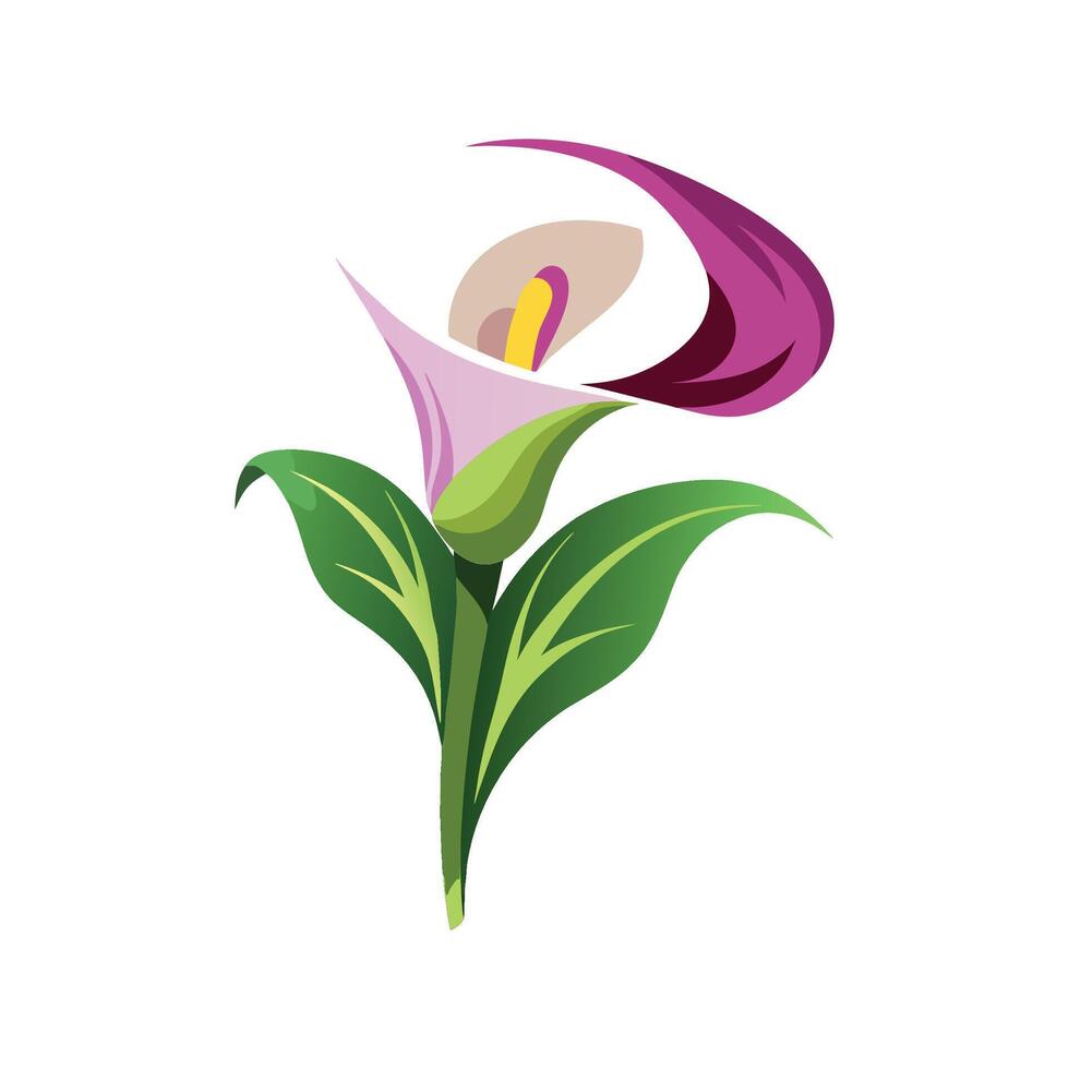 Elegant Zantedeschia for Stunning Floral Artwork vector