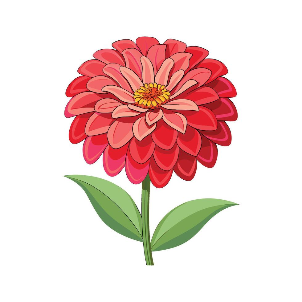 Charming Zinnia for Stunning Floral Art vector