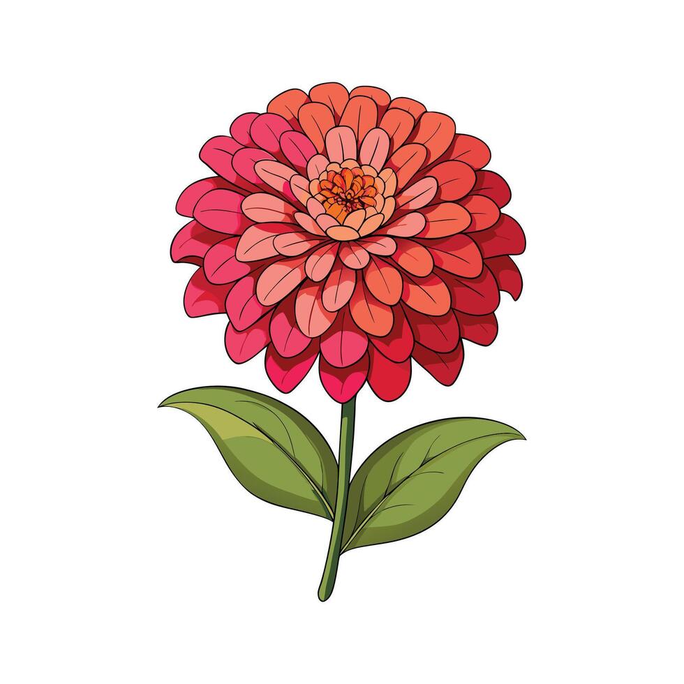 Vibrant Zinnia for Beautiful Floral Art vector