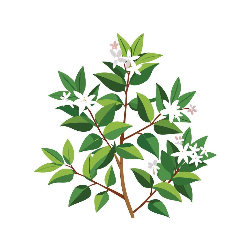 Beautiful Abelia Flower Illustration Design vector
