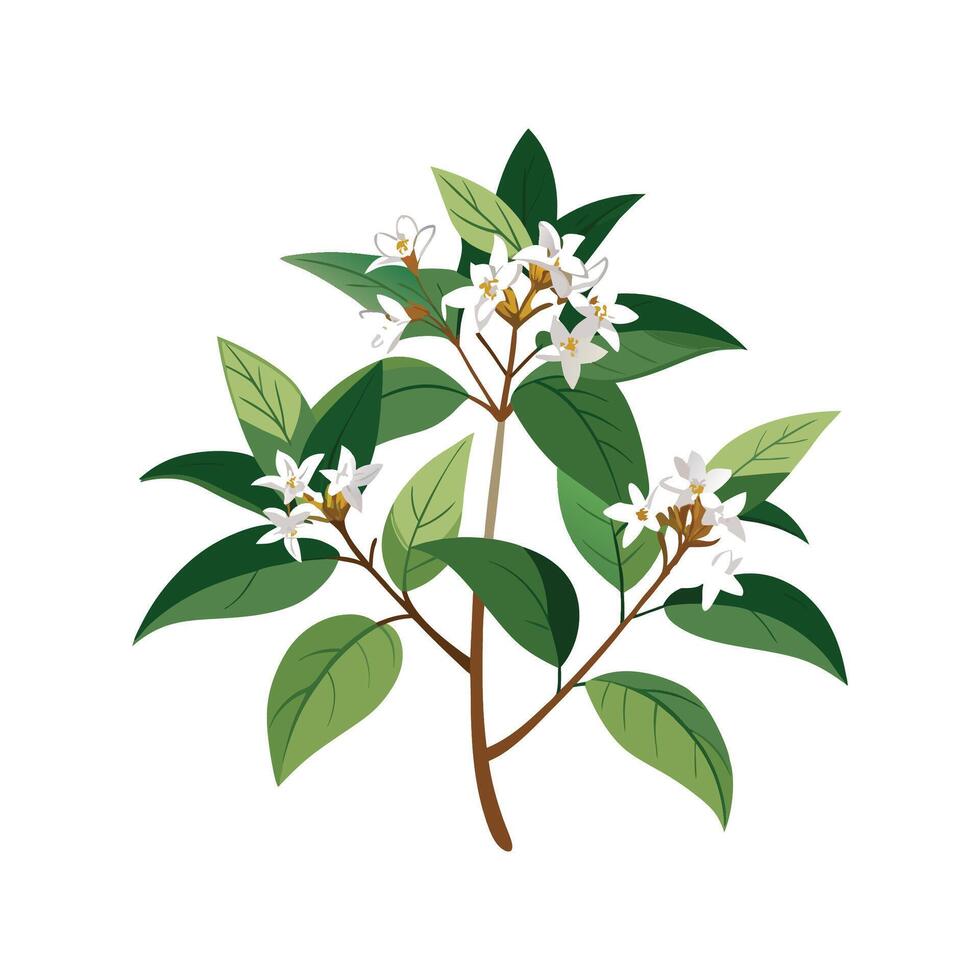 Vibrant Abelia Plant Artistic Representation vector