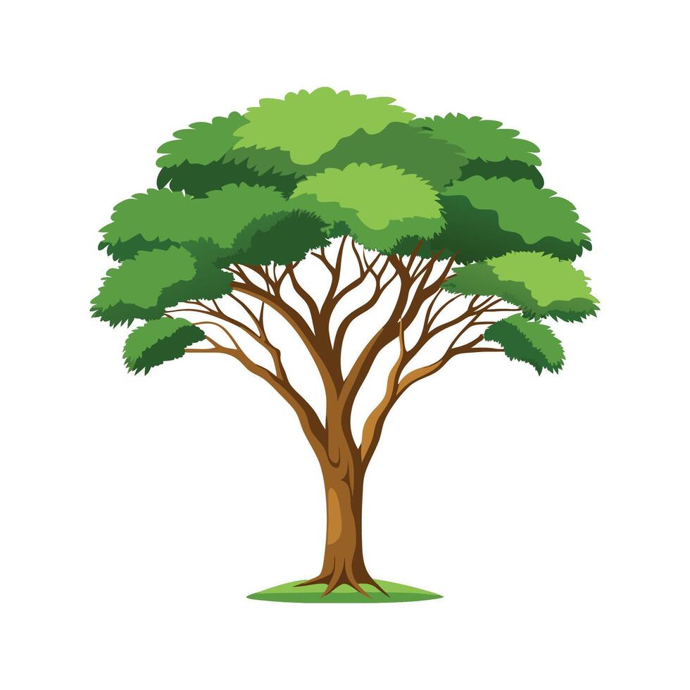 Beautiful Acacia Plant Nature Illustration vector