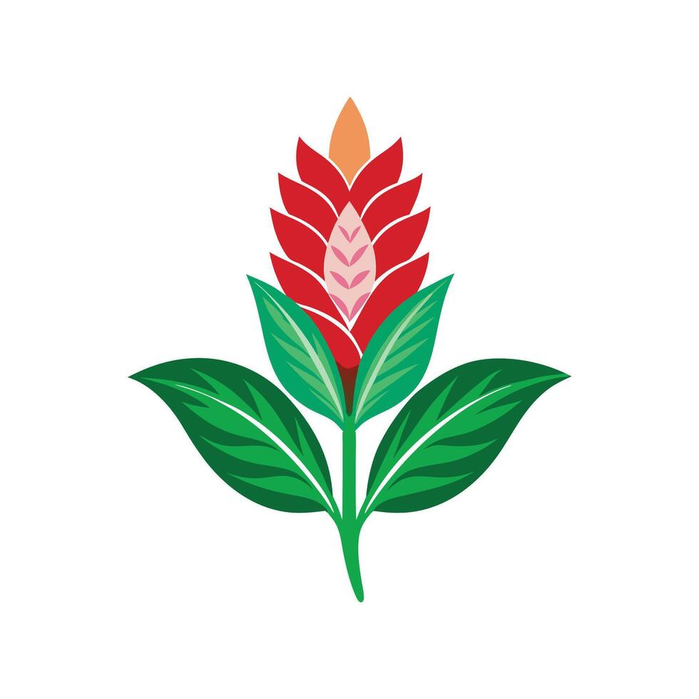 Charming Alpinia Plant Design vector
