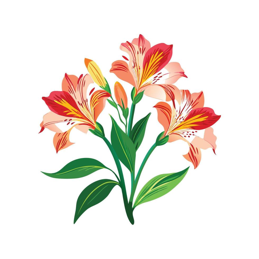 Beautiful Alstroemeria Floral Nature Illustration vector