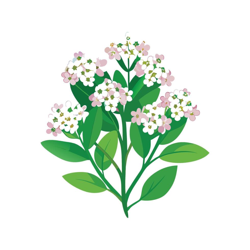 Vibrant Alyssum Flower Design Art vector