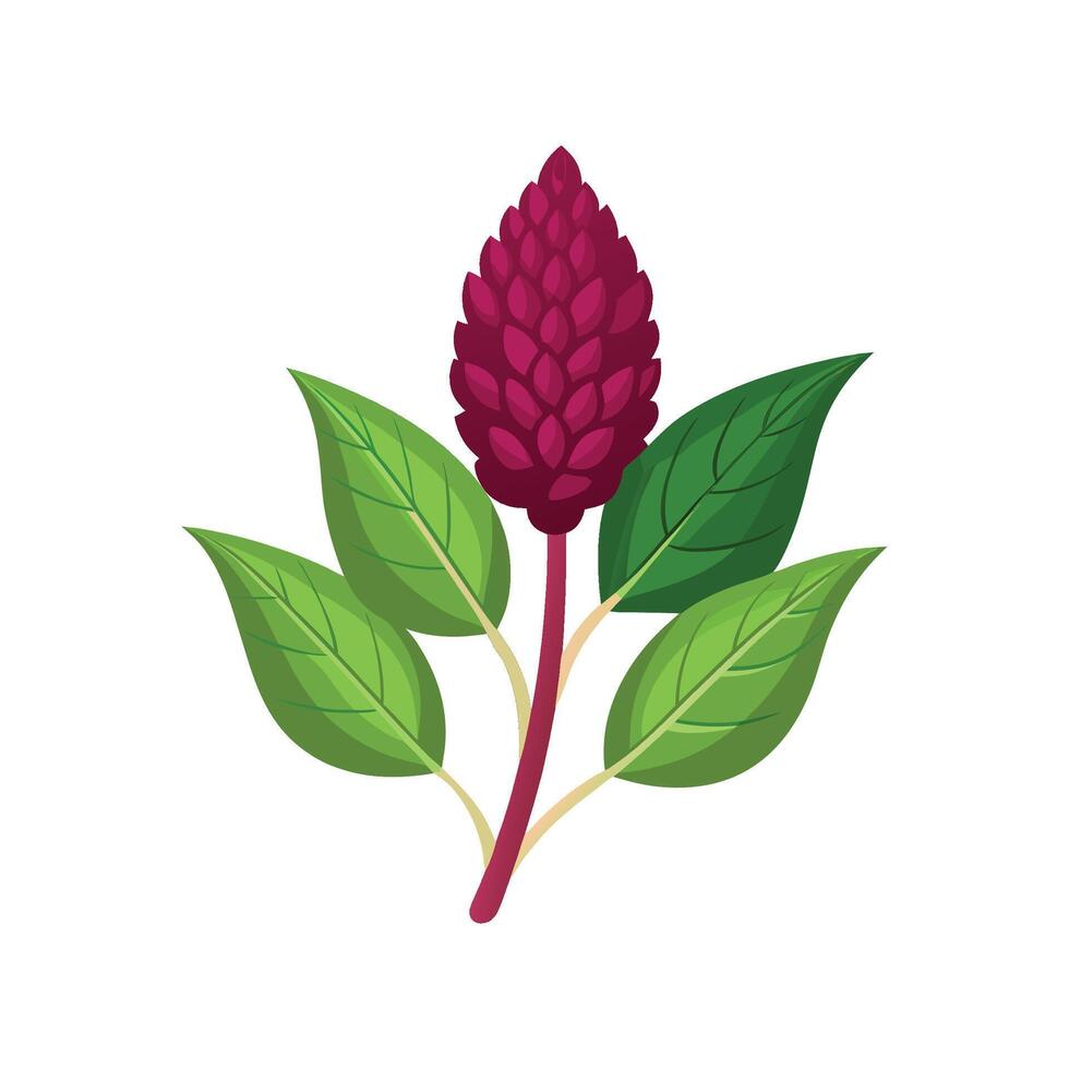 Charming Amaranth Flower Design Art vector