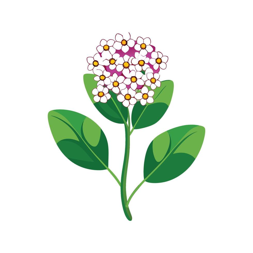 Charming Alyssum Floral Artwork vector