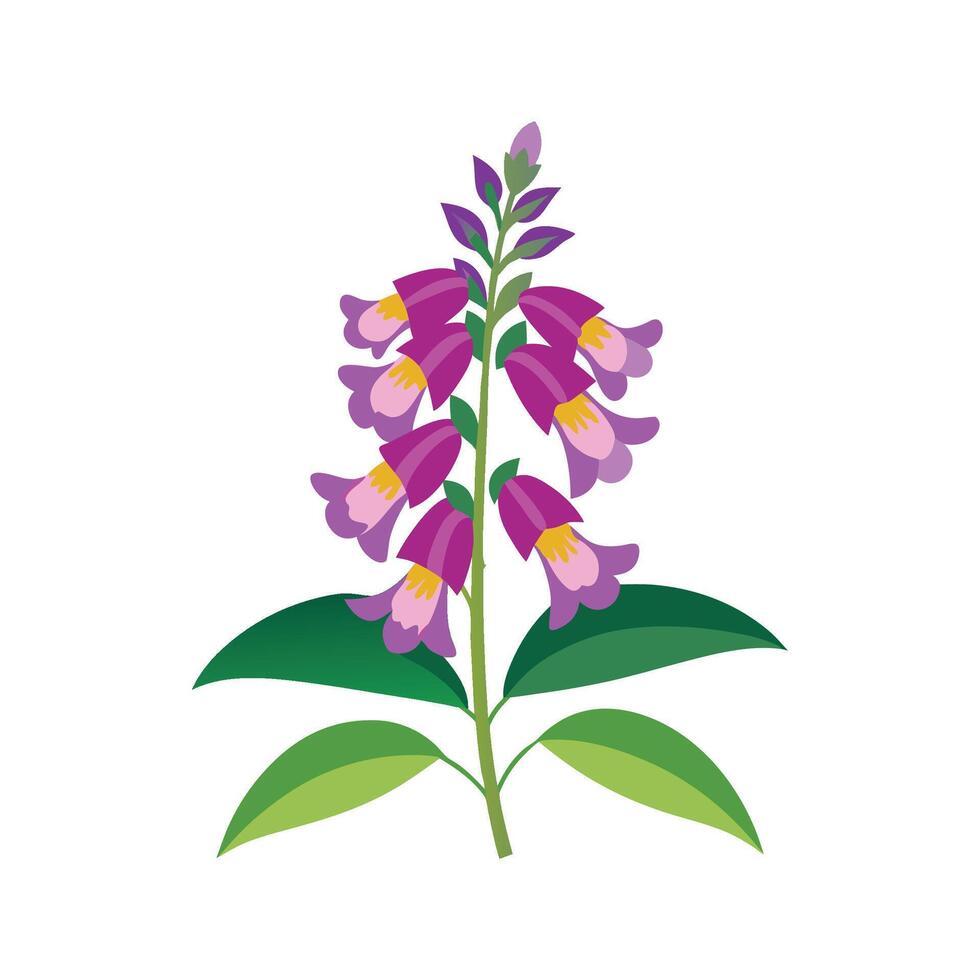 Stylish Angelonia Floral Nature Illustration vector