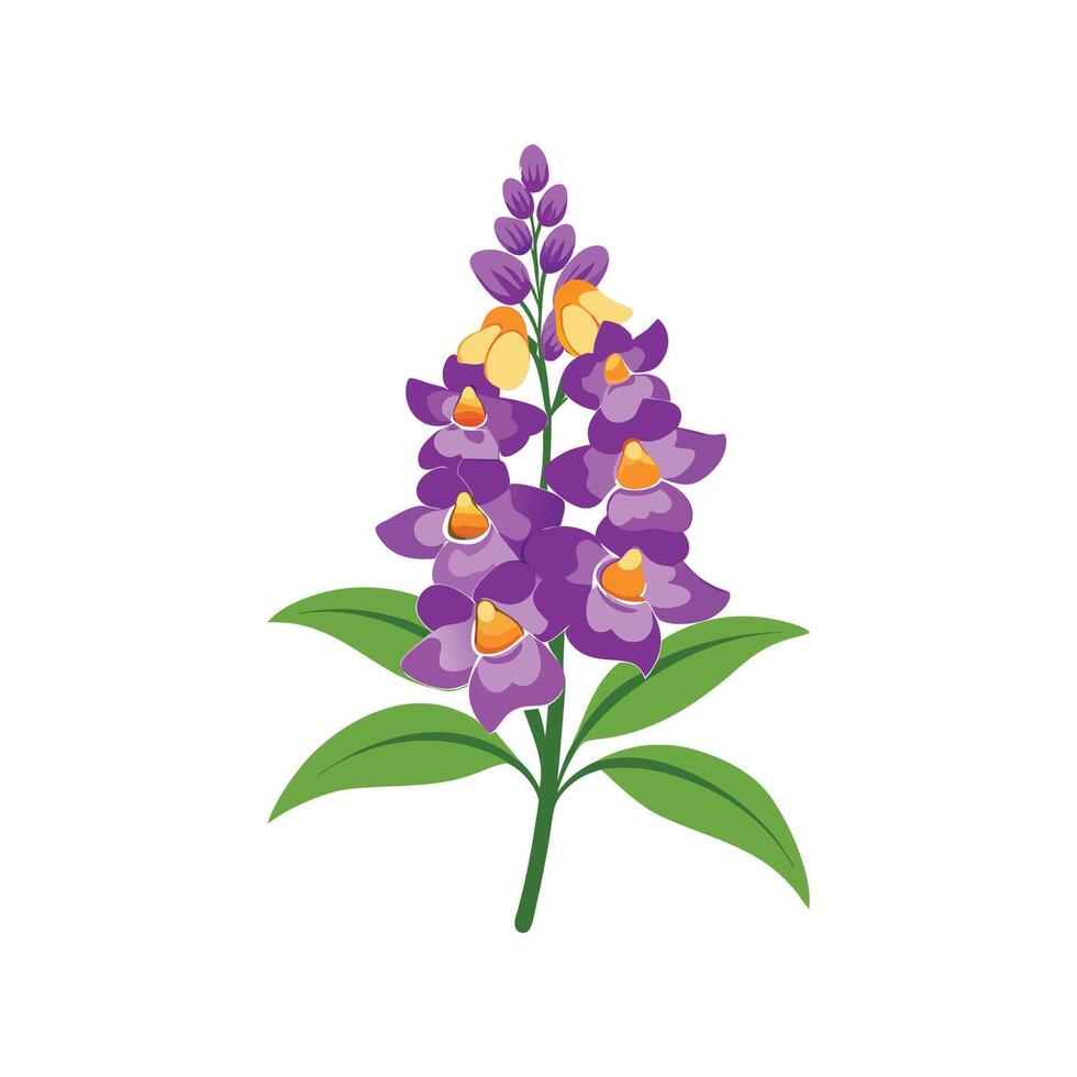 Beautiful Angelonia Flower Nature Illustration vector