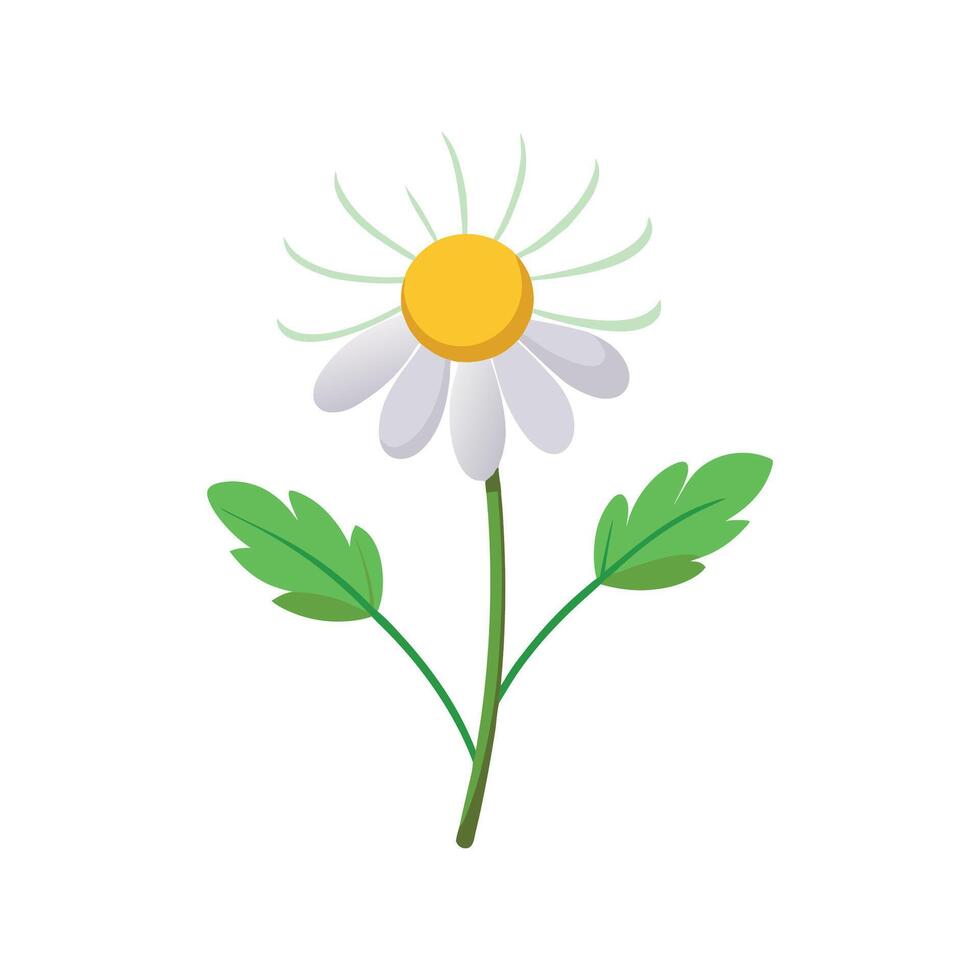 Charming Anthemis Flower Nature Illustration vector
