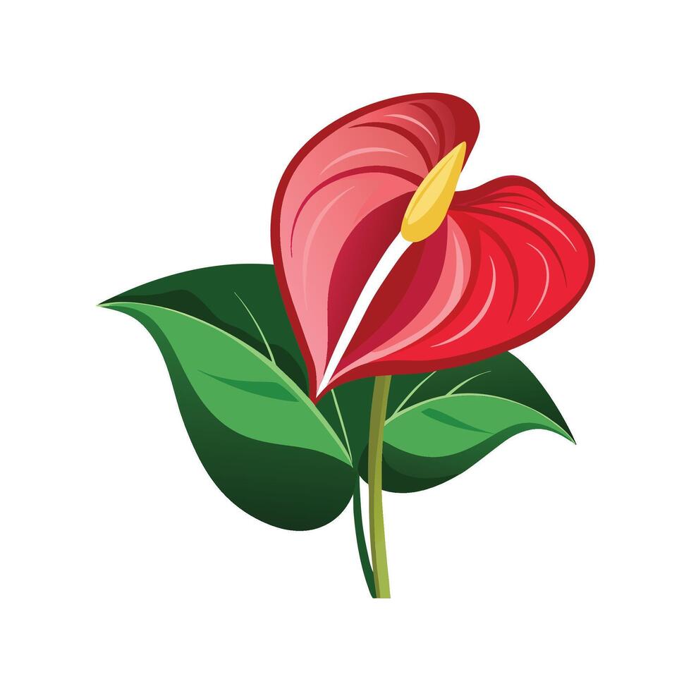 Charming Anthurium Plant Design. vector