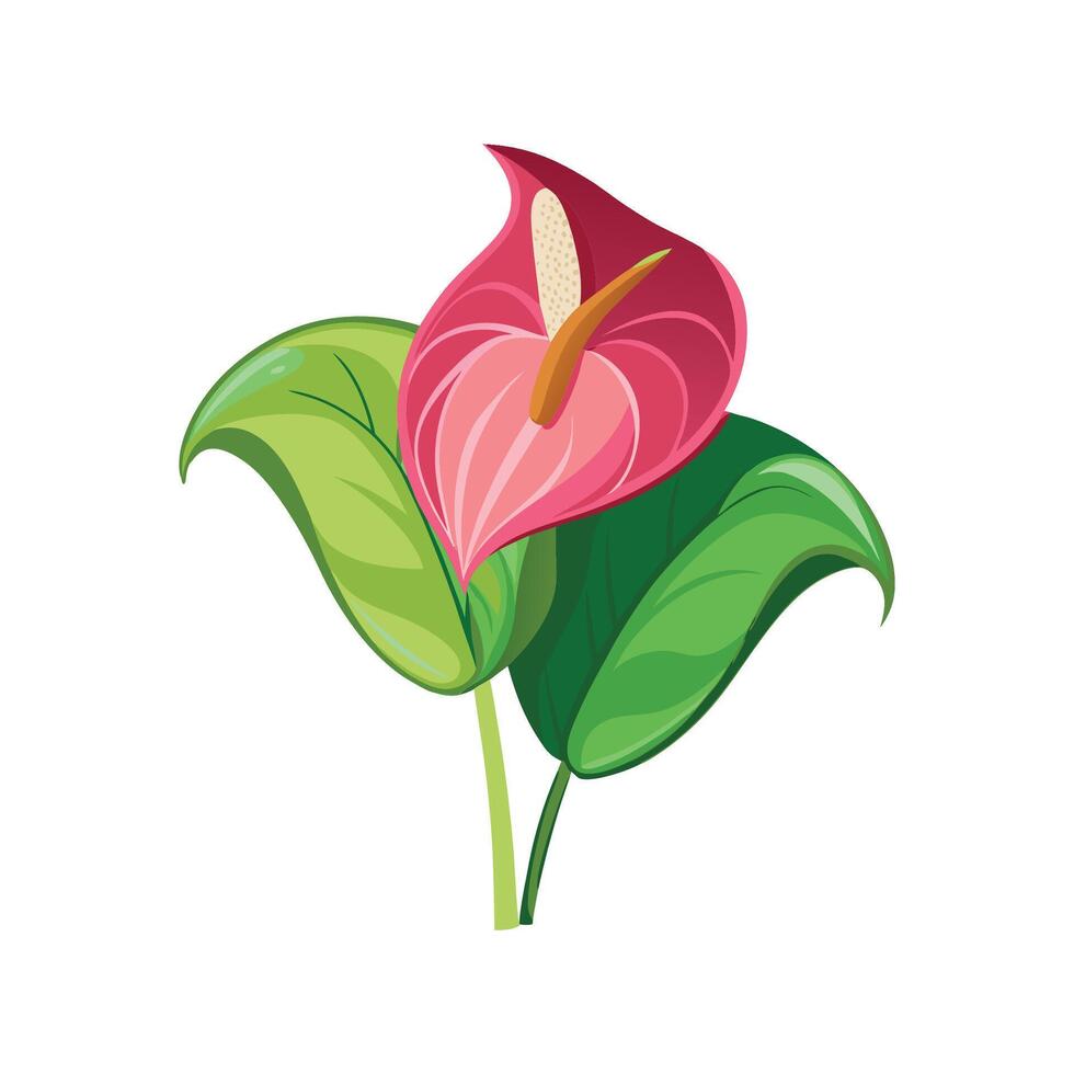 Elegant Anthurium Flower Nature Illustration vector