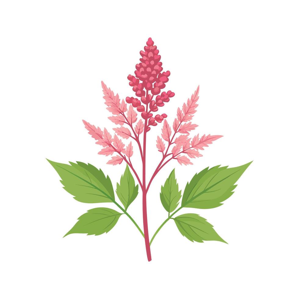 Elegant Astilbe Plant Artwork vector