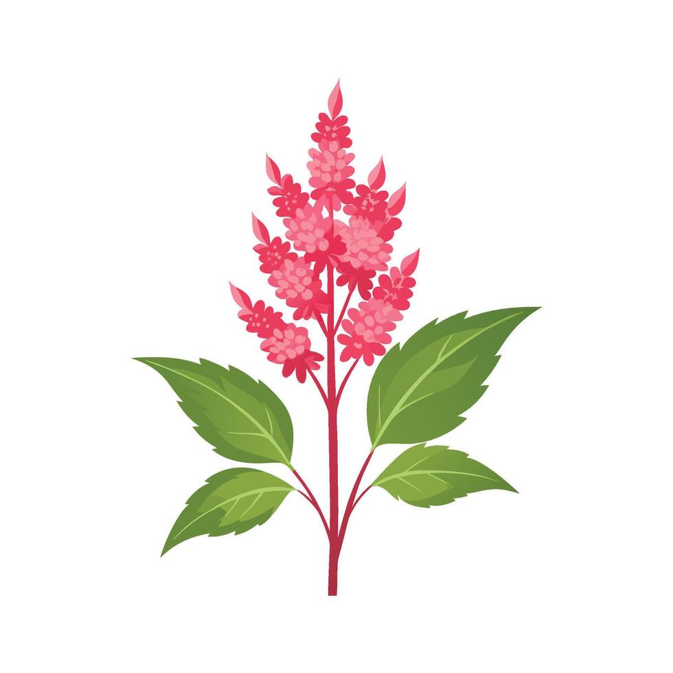 Charming Astilbe Plant Design vector