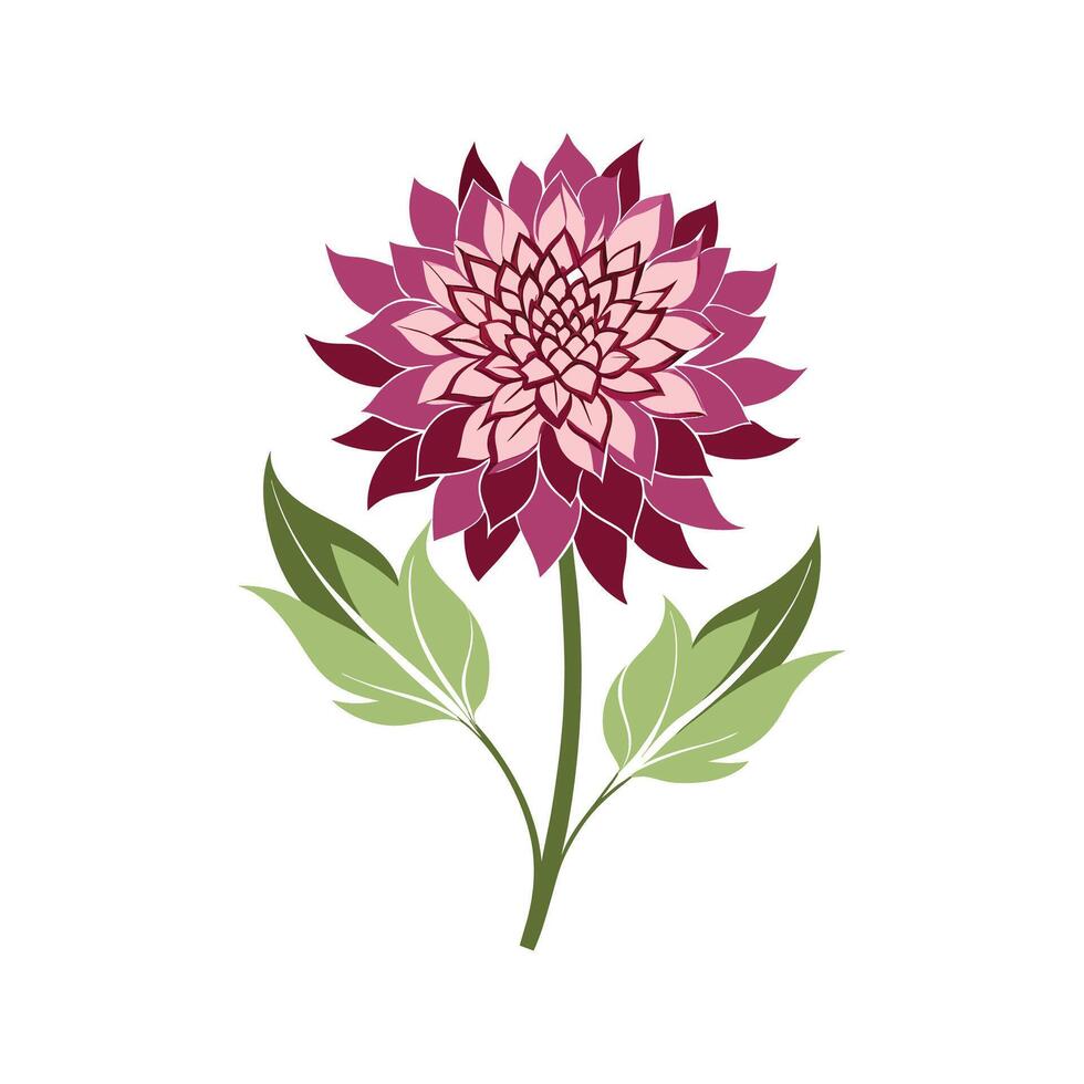 Charming Astrantia Plant Design vector