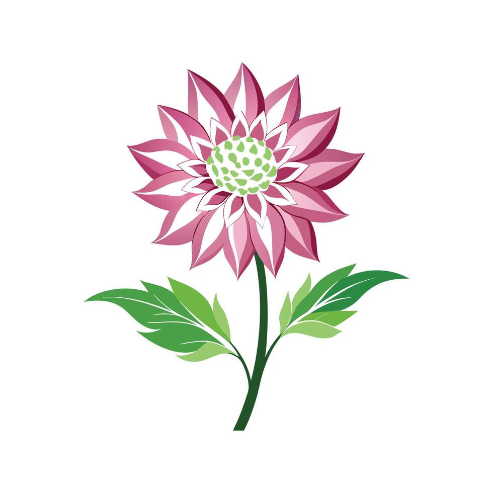 Charming Astrantia Flower Nature Illustration vector