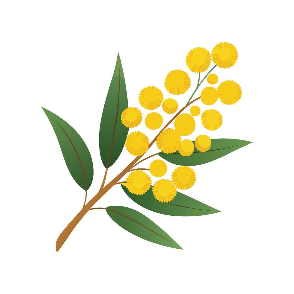Charming Australia Wattle Flower Design Art vector